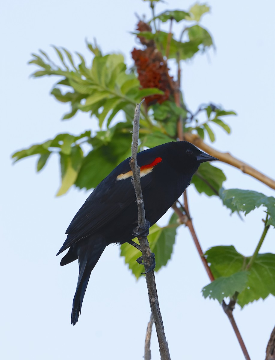 Red-winged Blackbird - Scott Sneed