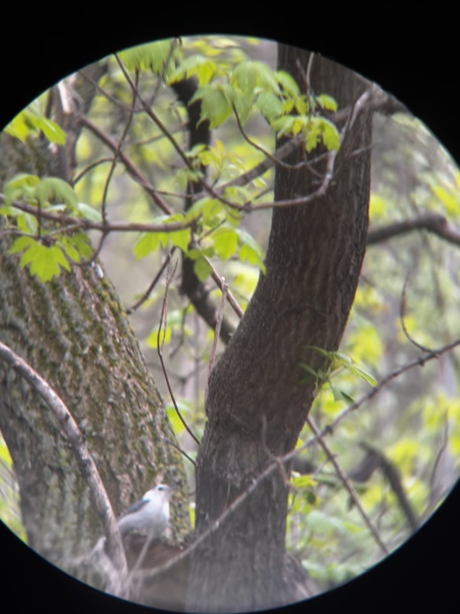 White-breasted Nuthatch - Matea Kiskaroly