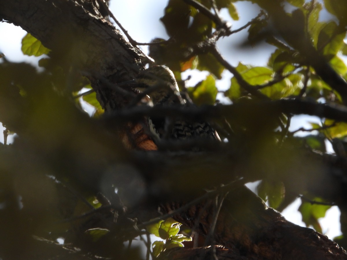 Yellow-bellied Sapsucker - Manuel Alejandro Rodriguez Martinez