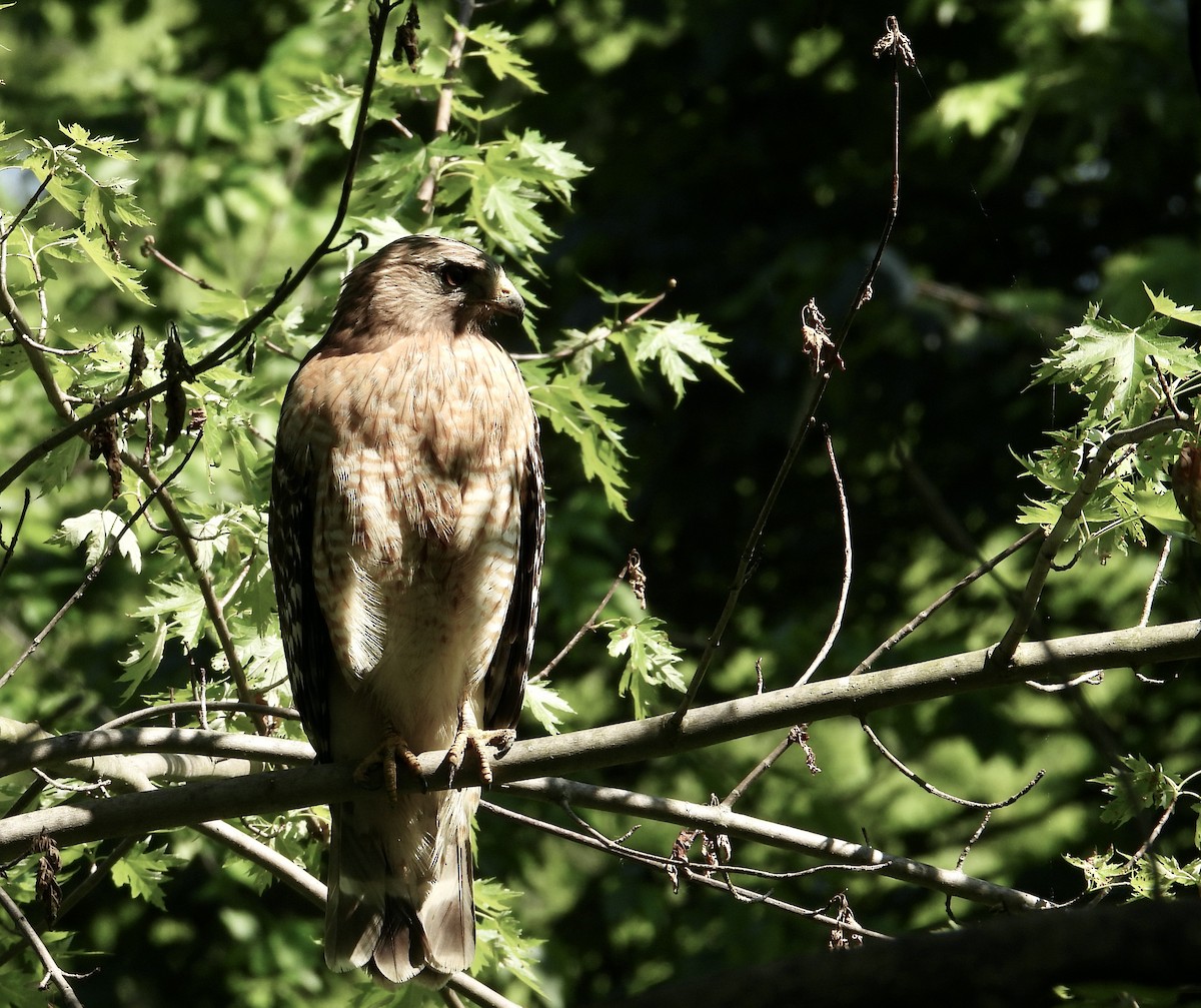 Red-shouldered Hawk - Jennifer  Kuehn