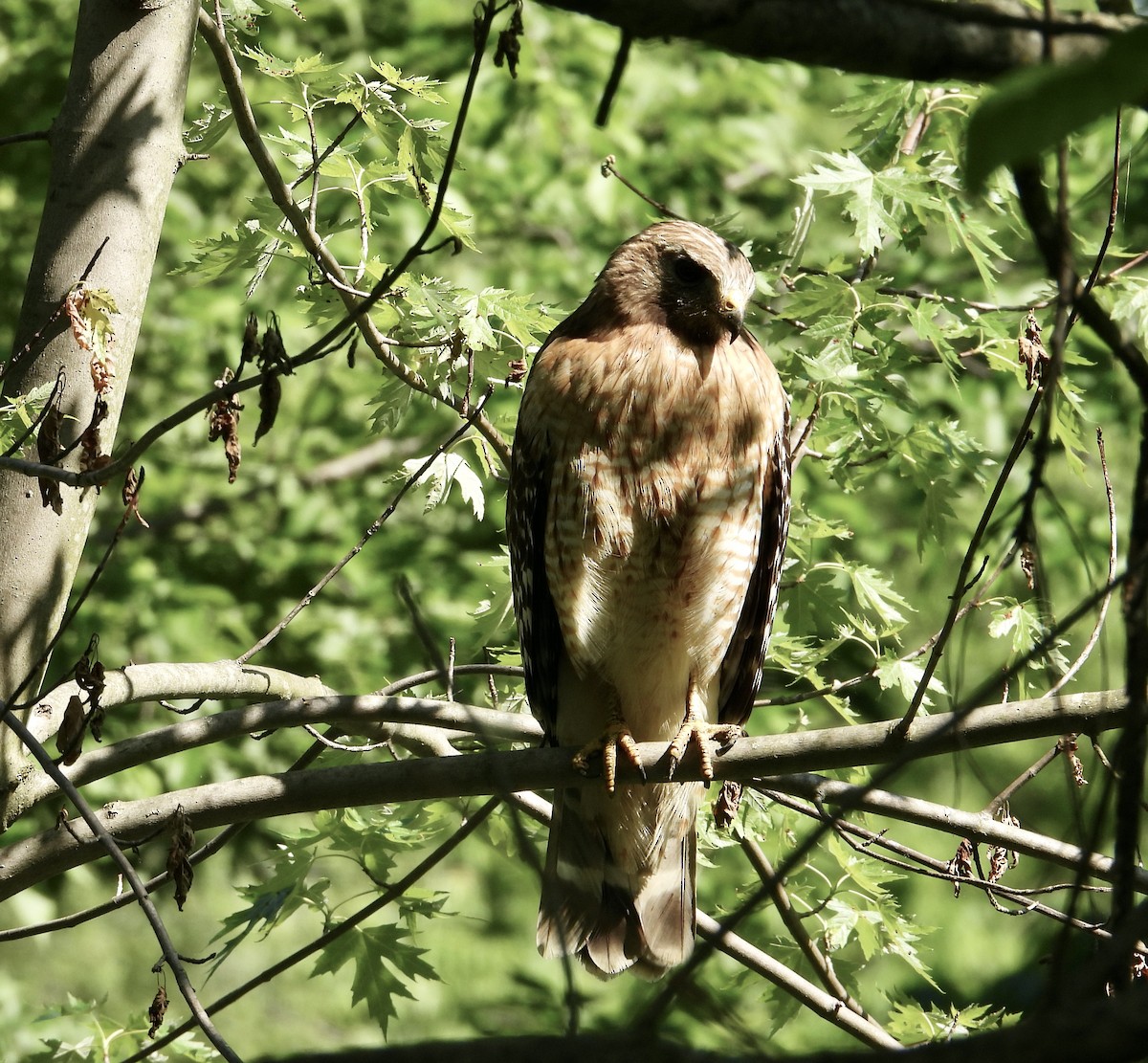 Red-shouldered Hawk - ML619291671