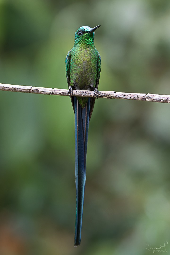 Long-tailed Sylph - Juan Carlos Lopez Mejia