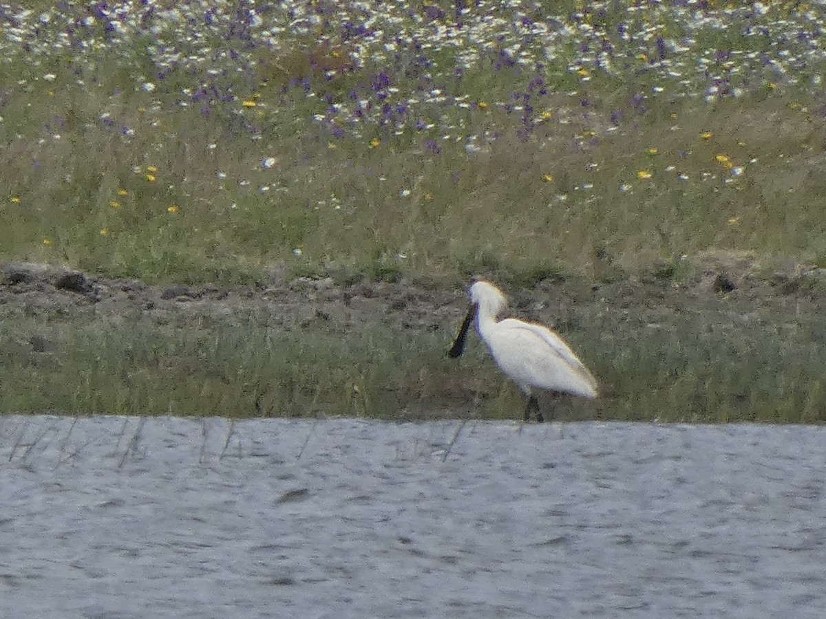 Eurasian Spoonbill - ML619291689