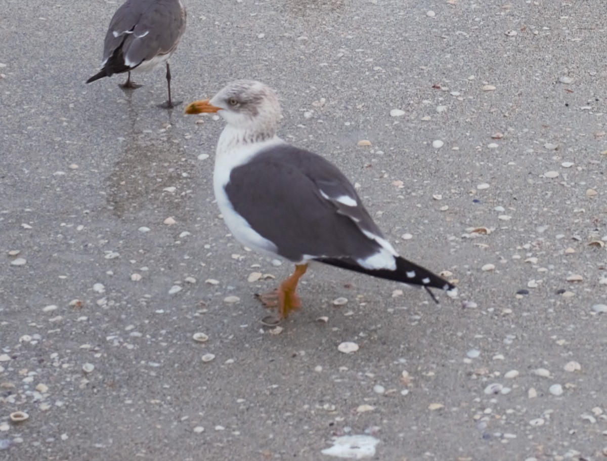 Lesser Black-backed Gull - Anita Otal