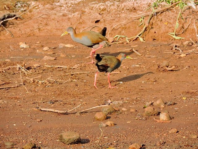 Slaty-breasted Wood-Rail - ML619291697