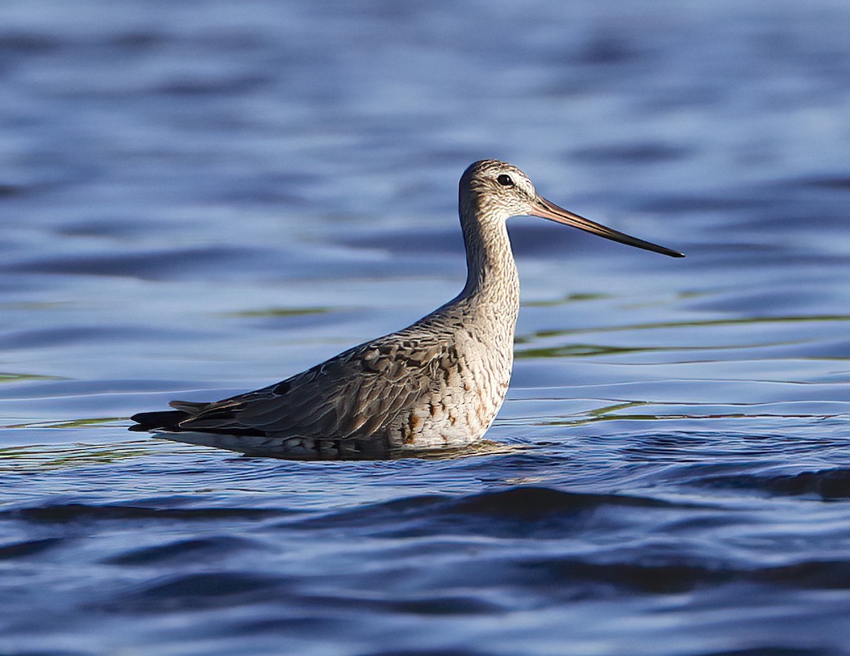 Hudsonian Godwit - Scott Sneed