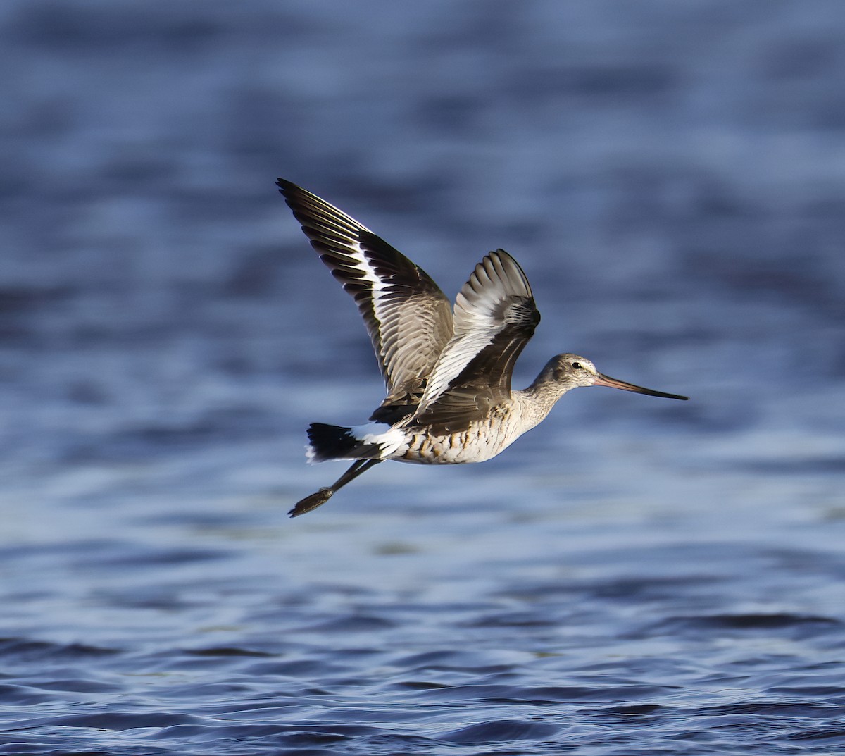 Hudsonian Godwit - Scott Sneed