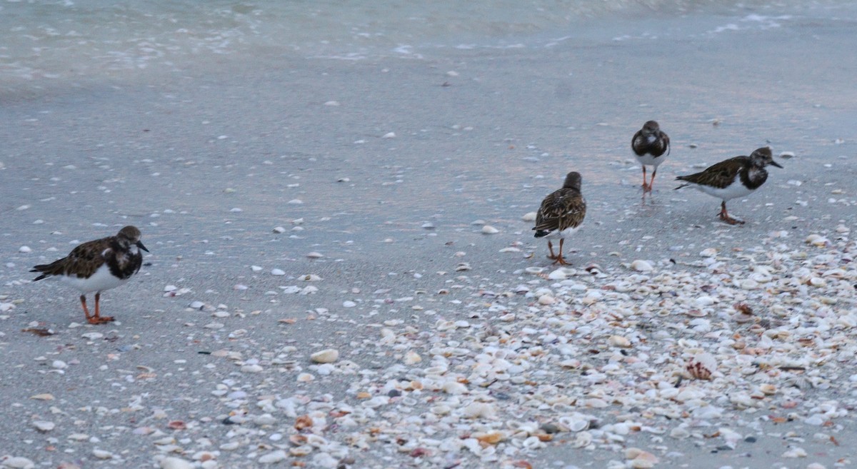 Ruddy Turnstone - Anita Otal