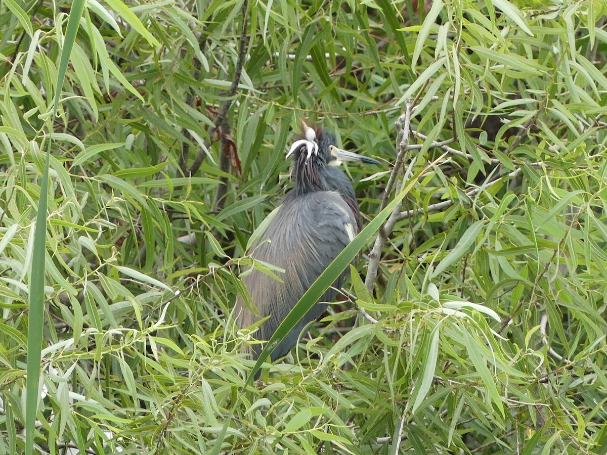 Tricolored Heron - ML619291721