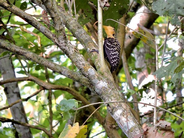 Blond-crested Woodpecker - Katryane Camile
