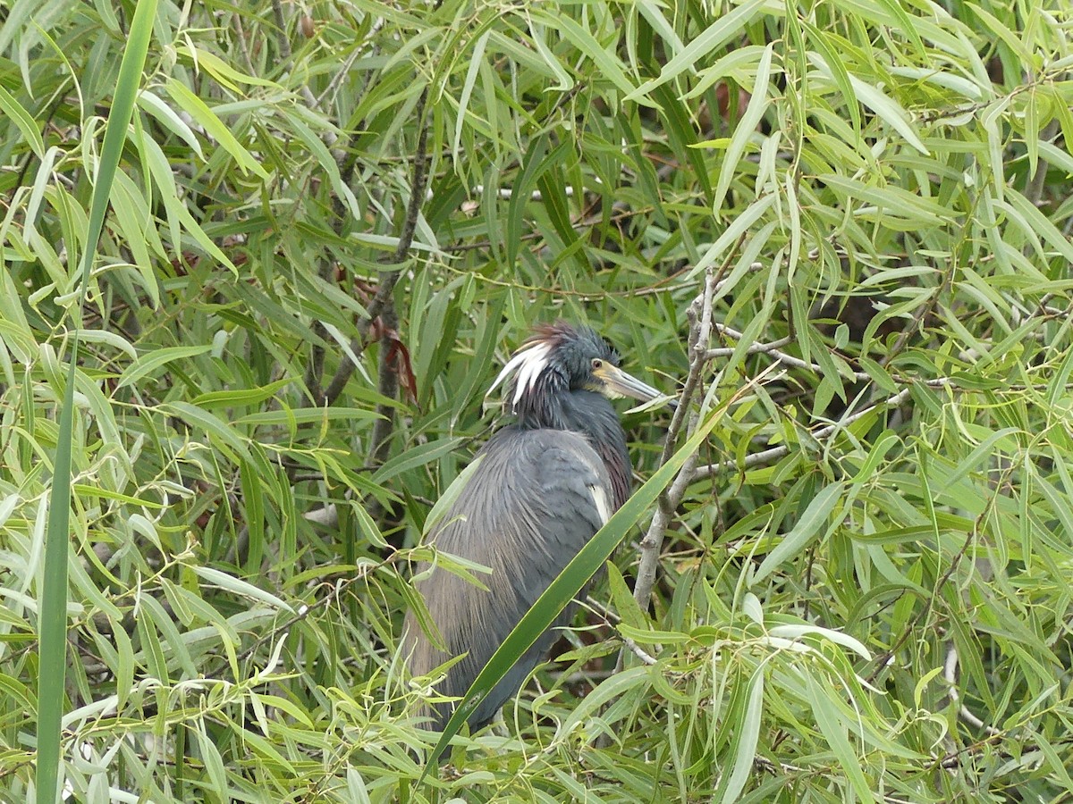 Garceta Tricolor - ML619291735