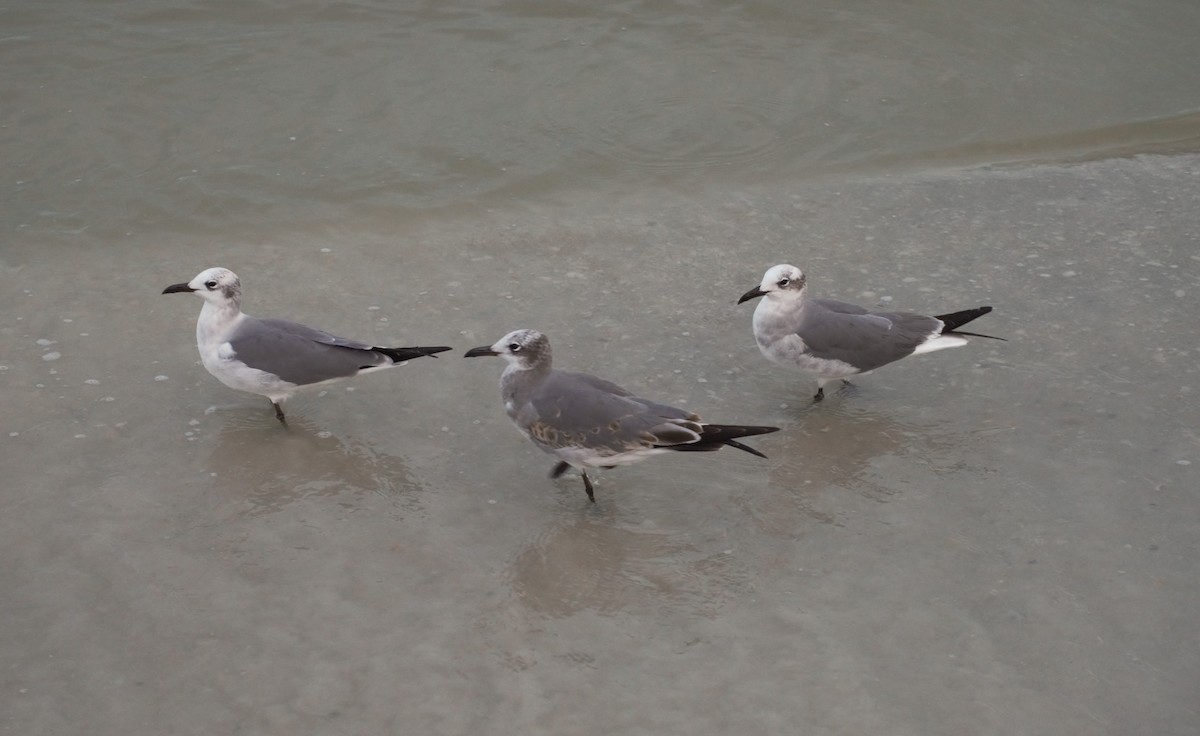 Laughing Gull - ML619291736