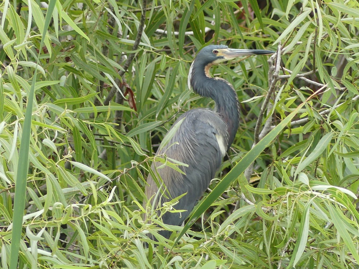 Tricolored Heron - ML619291747