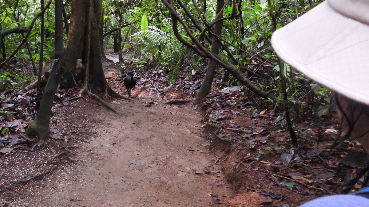 Great Curassow - Karen Evans