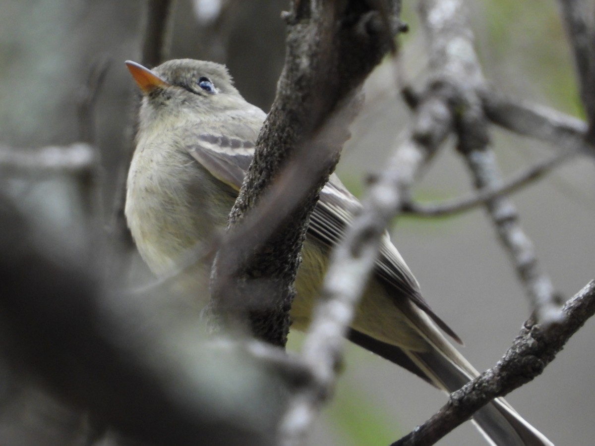 Empidonax sp. - Manuel Alejandro Rodriguez Martinez