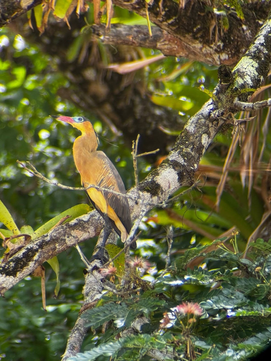 Whistling Heron - David Calderón