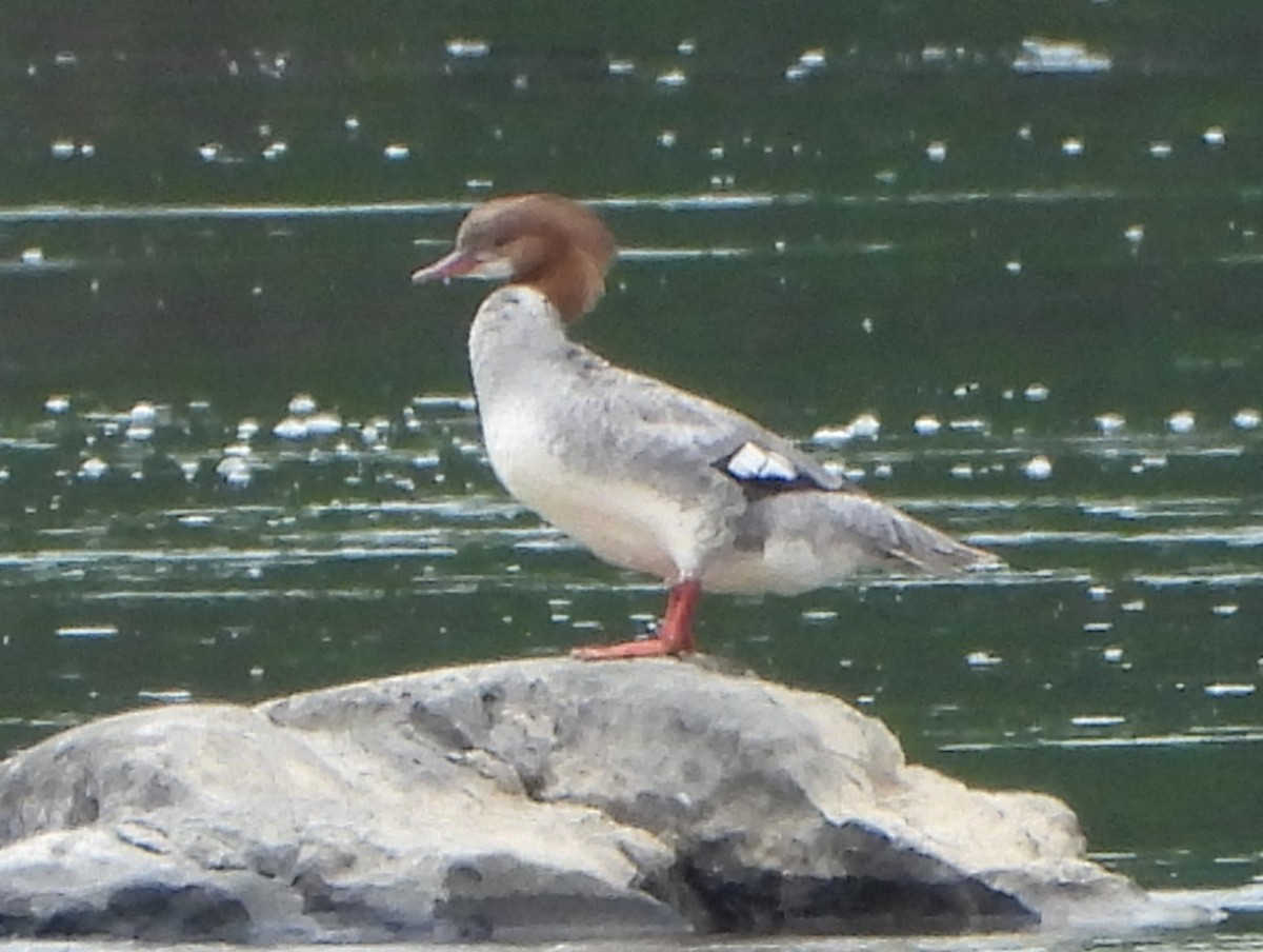 Common Merganser - ML619291797