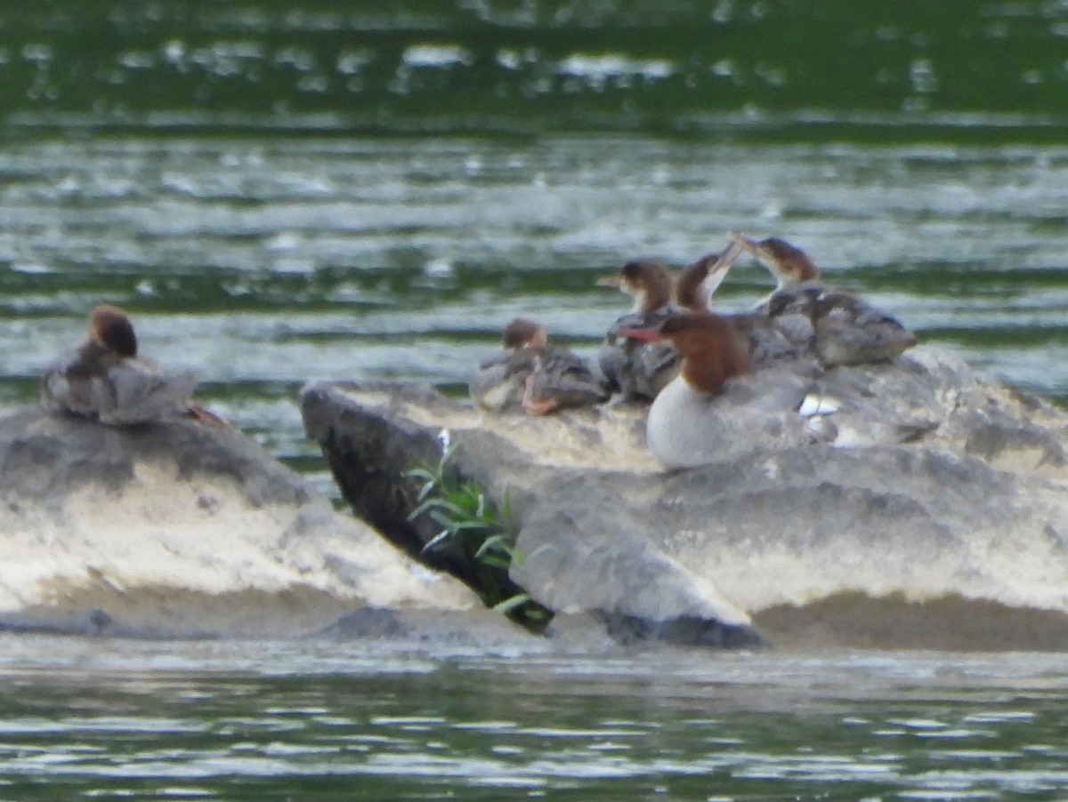 Common Merganser - ML619291798