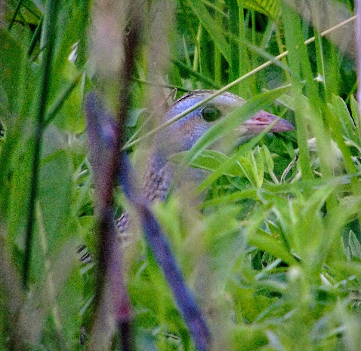 Corn Crake - Stefan Zdravković