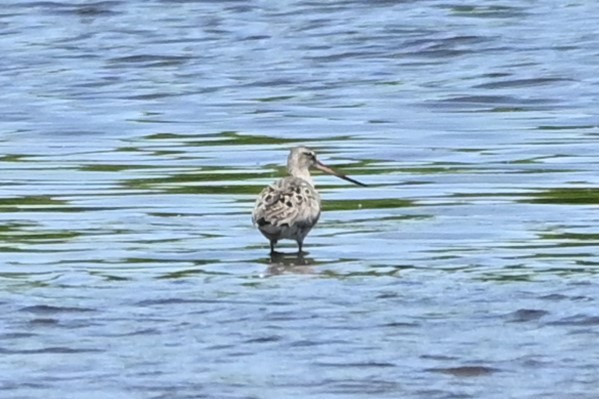 Hudsonian Godwit - ML619291820