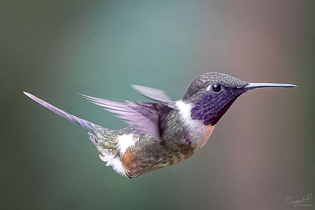 Purple-throated Woodstar - Juan Carlos Lopez Mejia