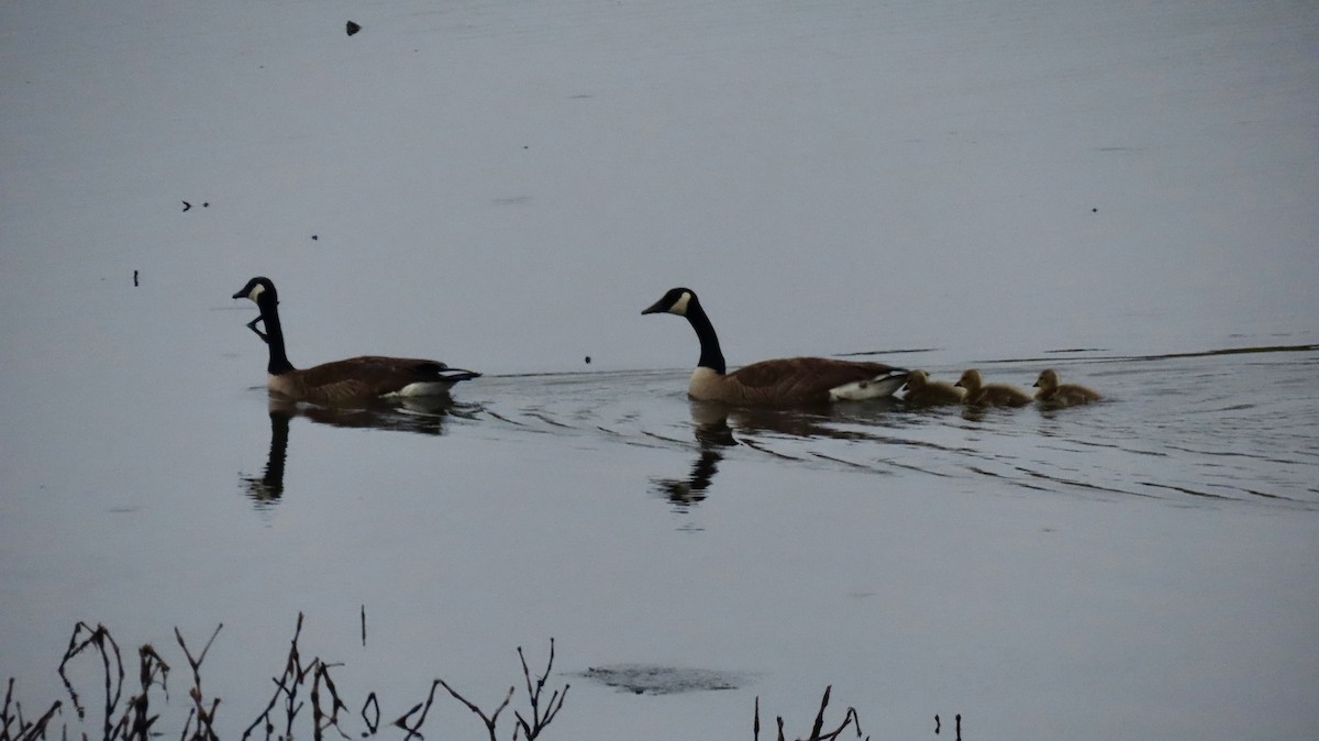 Canada Goose - ML619291825