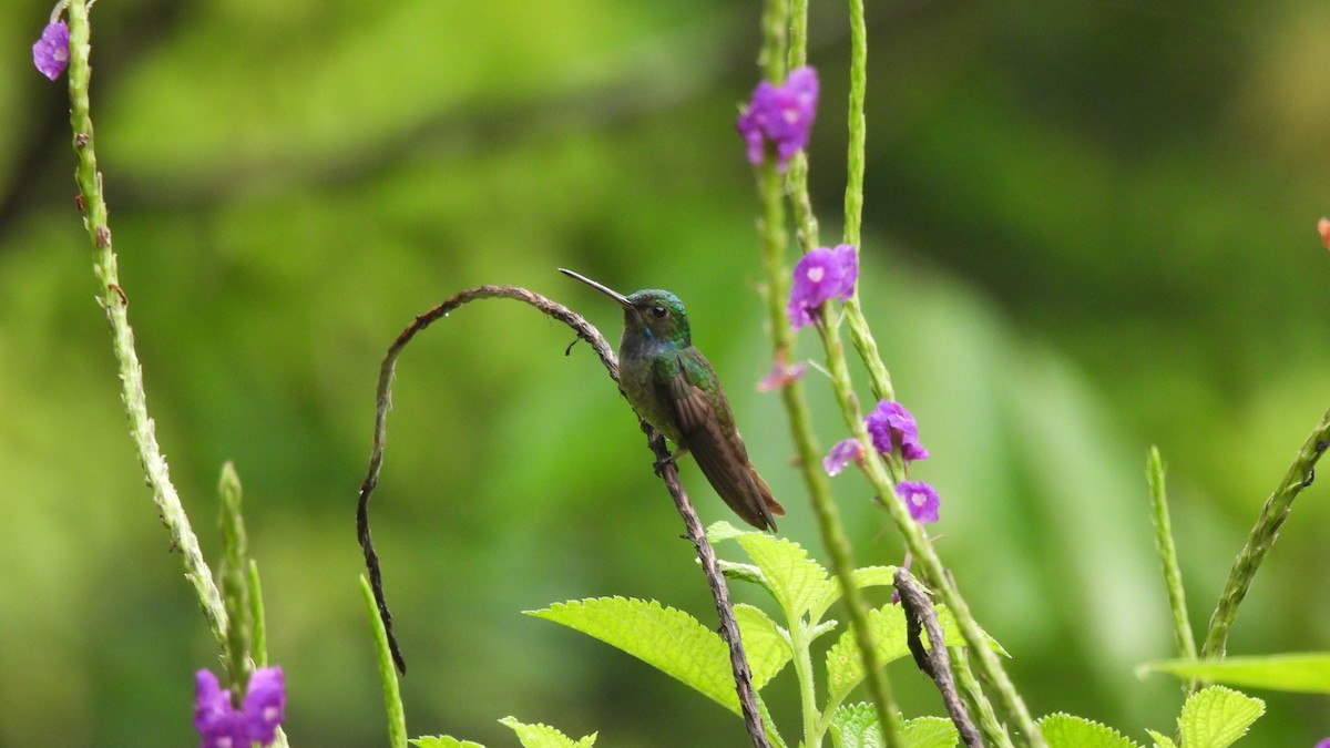 Rufous-tailed Hummingbird - Karen Evans