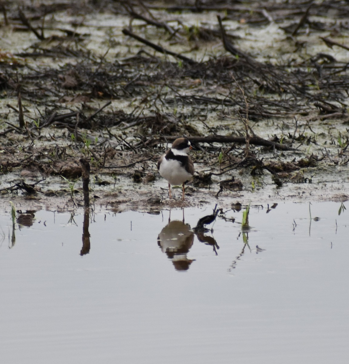 Semipalmated Plover - Rebecca  Schulze