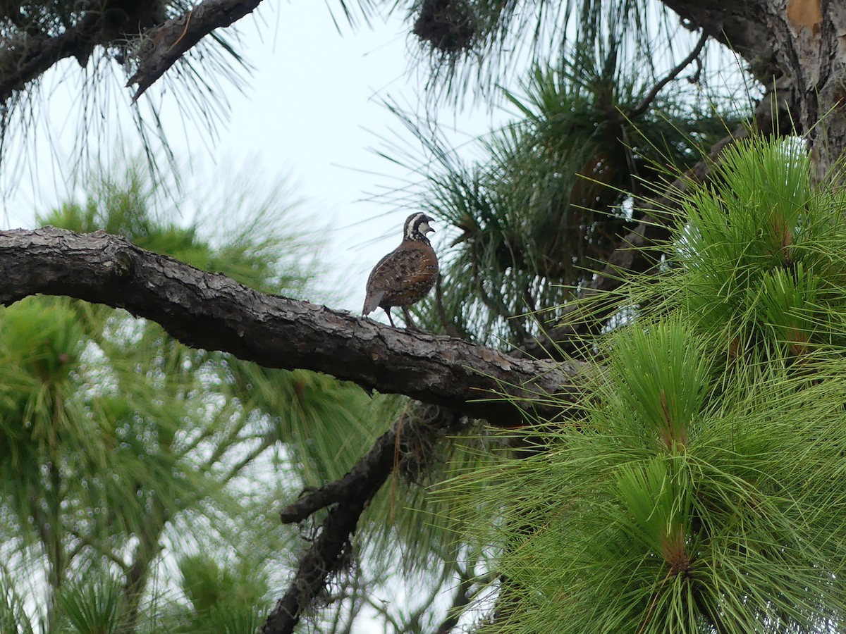 Northern Bobwhite - ML619291845