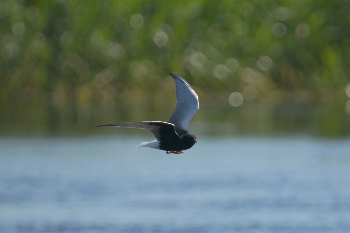 White-winged Tern - ML619291846