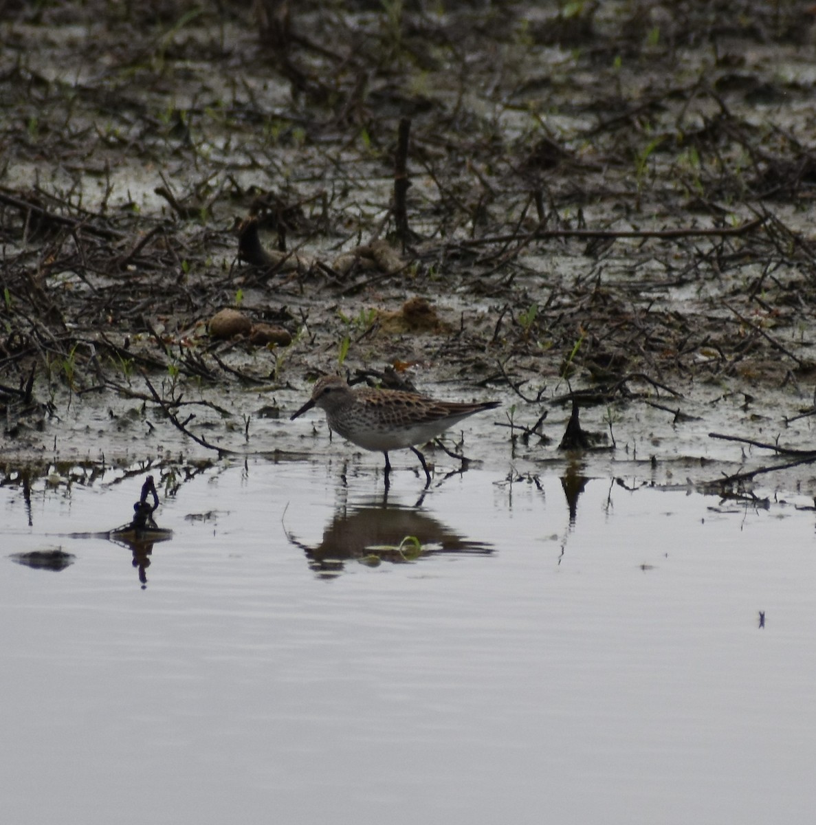 White-rumped Sandpiper - Rebecca  Schulze