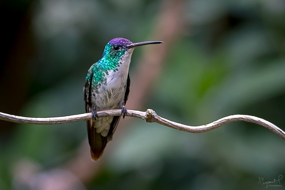 kolibřík andský - ML619291863