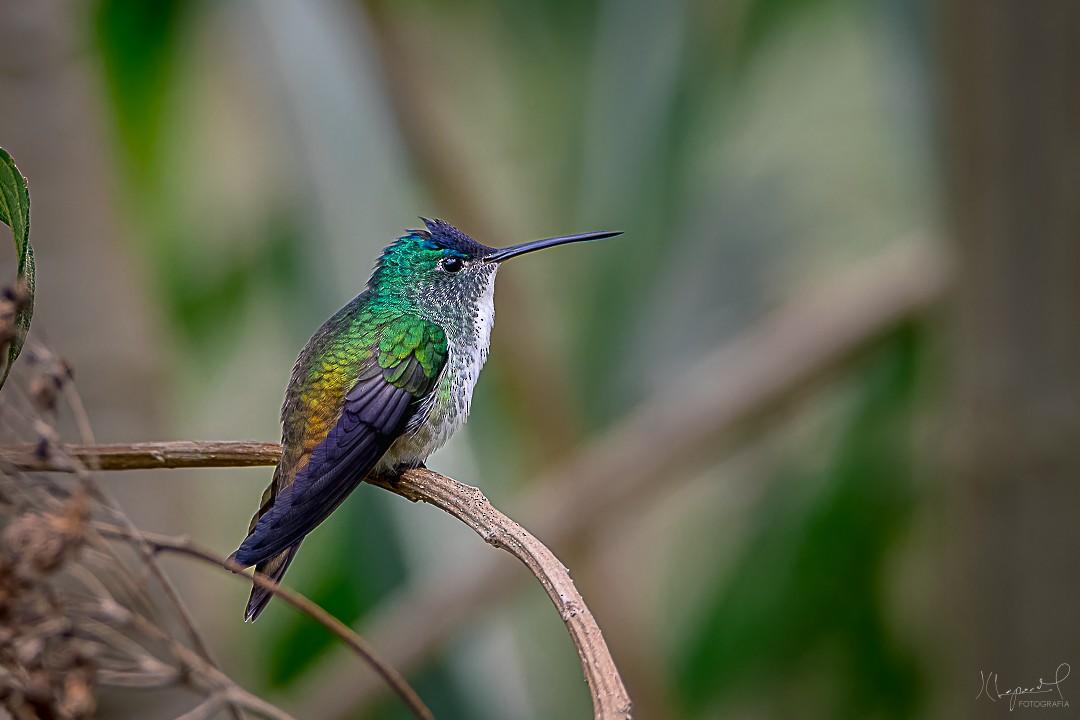kolibřík andský - ML619291864