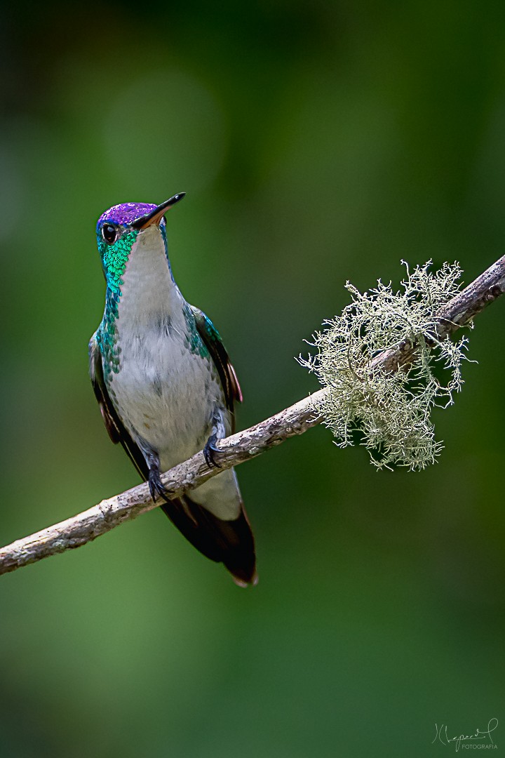 kolibřík andský - ML619291865