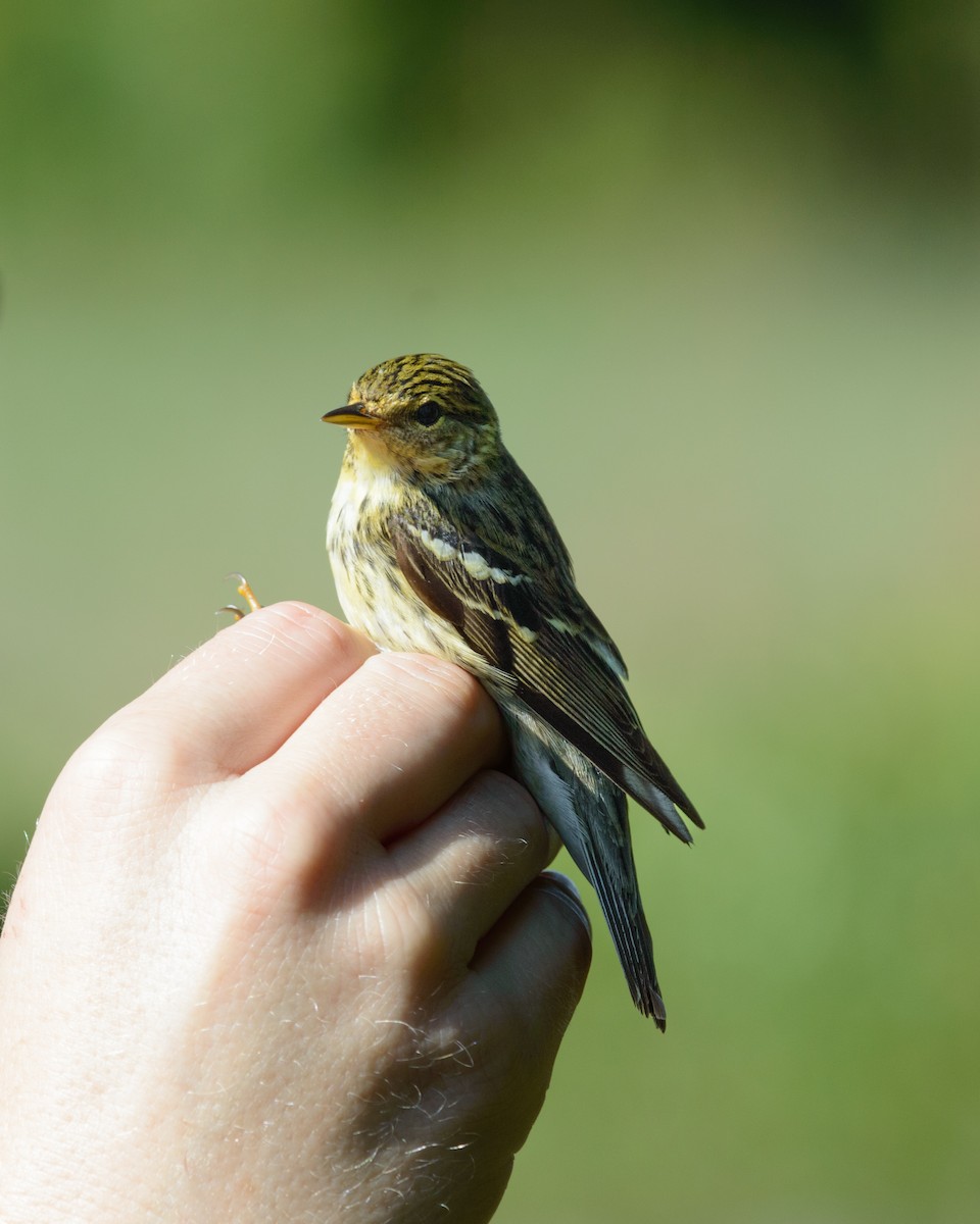 Blackpoll Warbler - Tyler Sharer