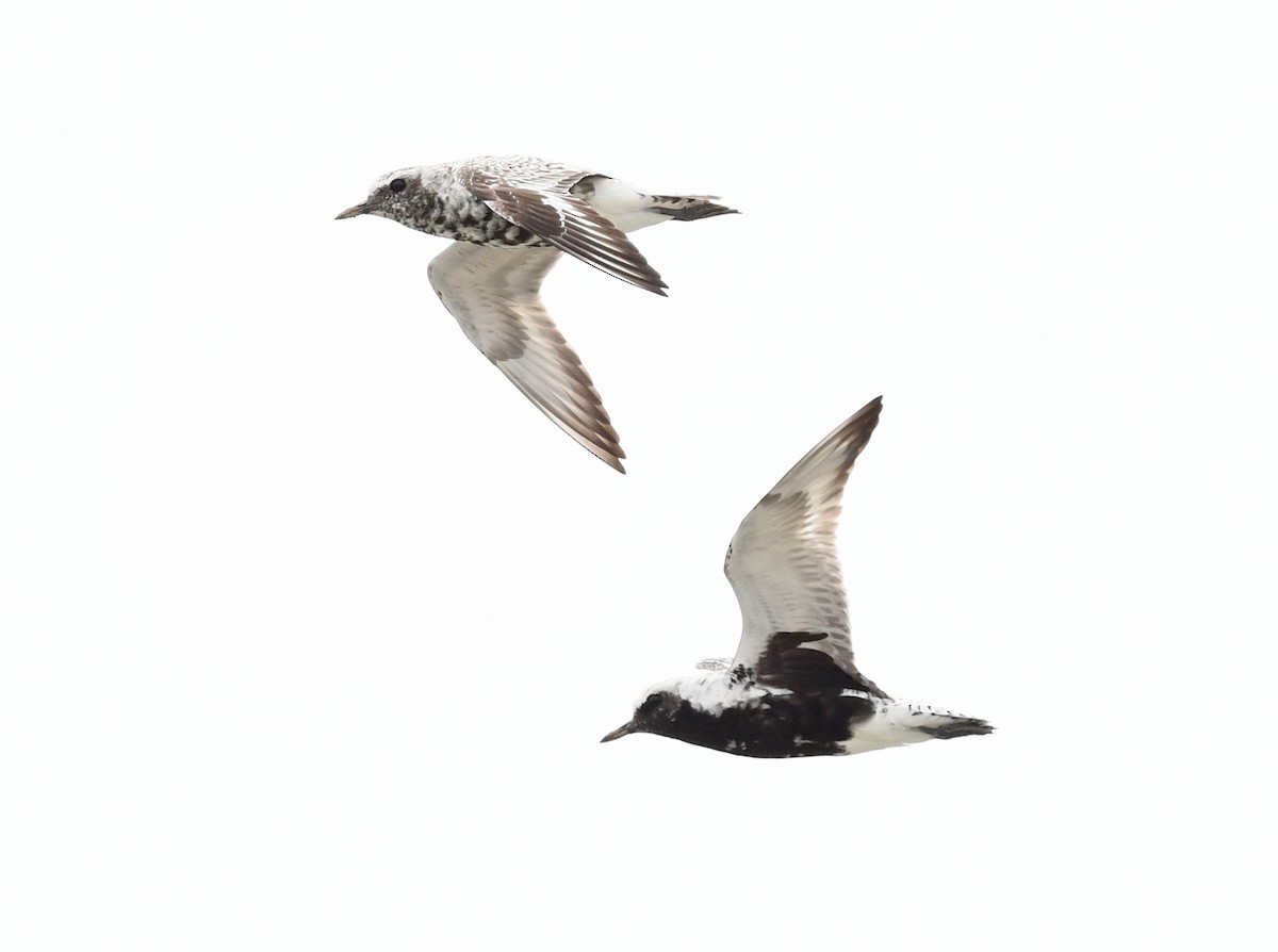 Black-bellied Plover - Joshua Vandermeulen