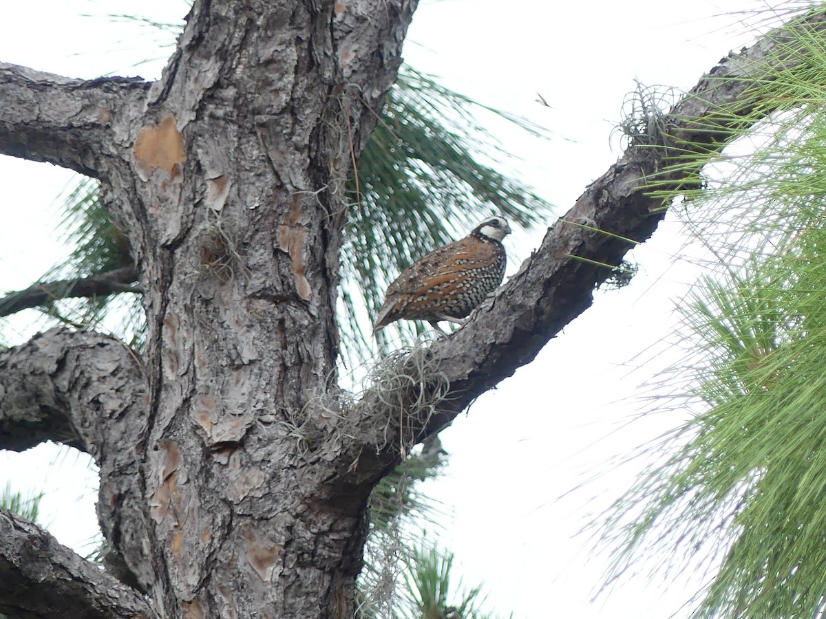 Northern Bobwhite - ML619291889