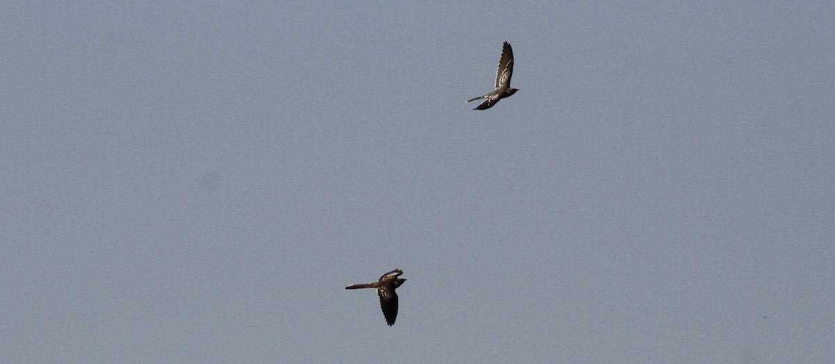 Great Spotted Cuckoo - Anabel&Geoff Harries