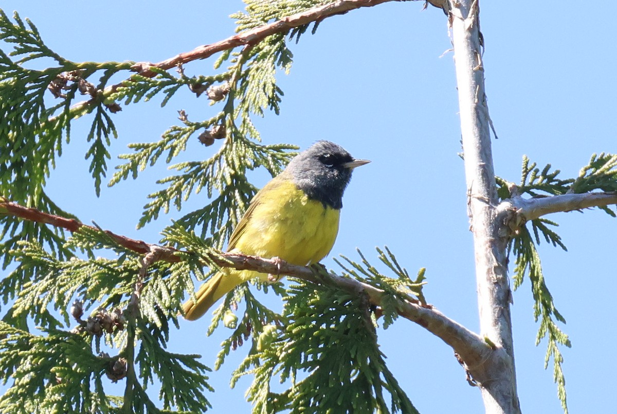 MacGillivray's Warbler - ML619291902