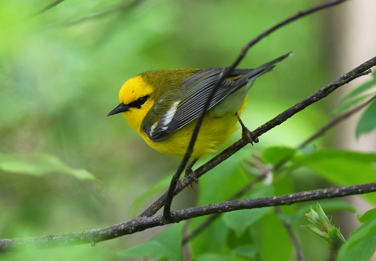 Blue-winged Warbler - Joshua Vandermeulen