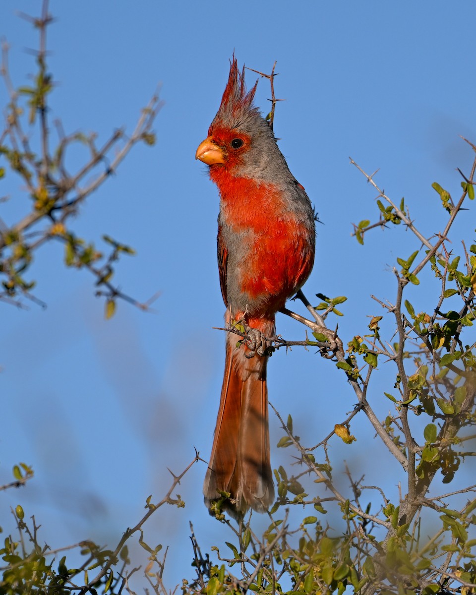 Pyrrhuloxia - Mike Henry