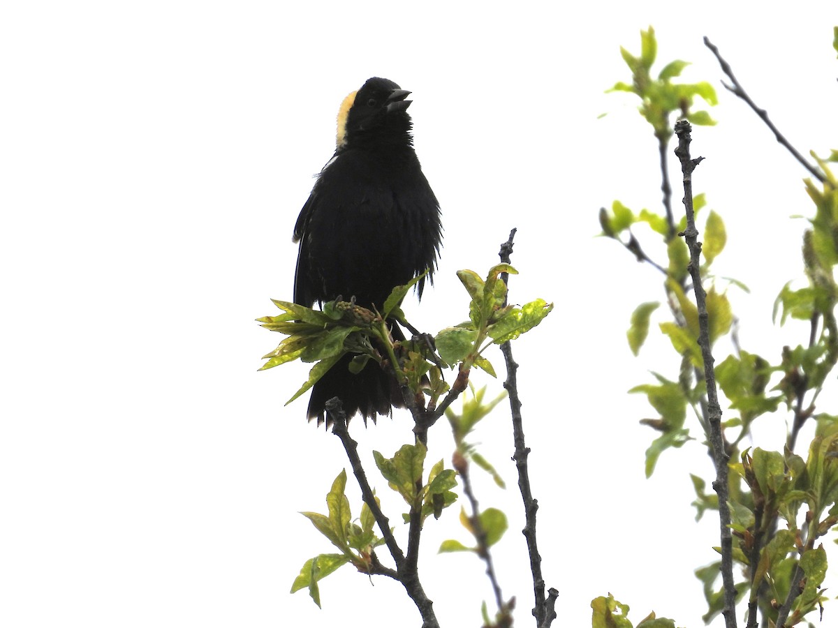 Bobolink - ML619291930