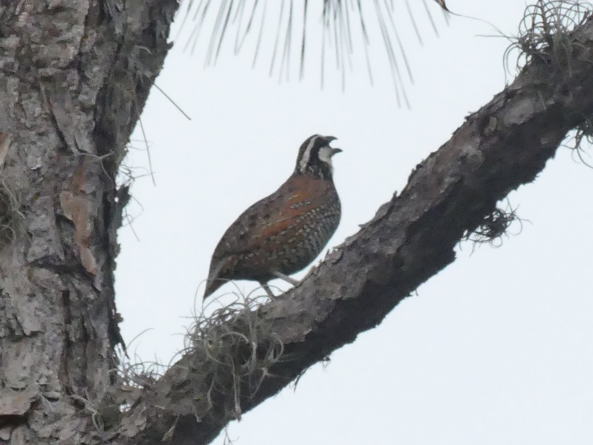 Northern Bobwhite - ML619291934