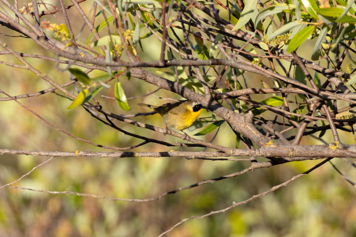 Common Yellowthroat - William Clark