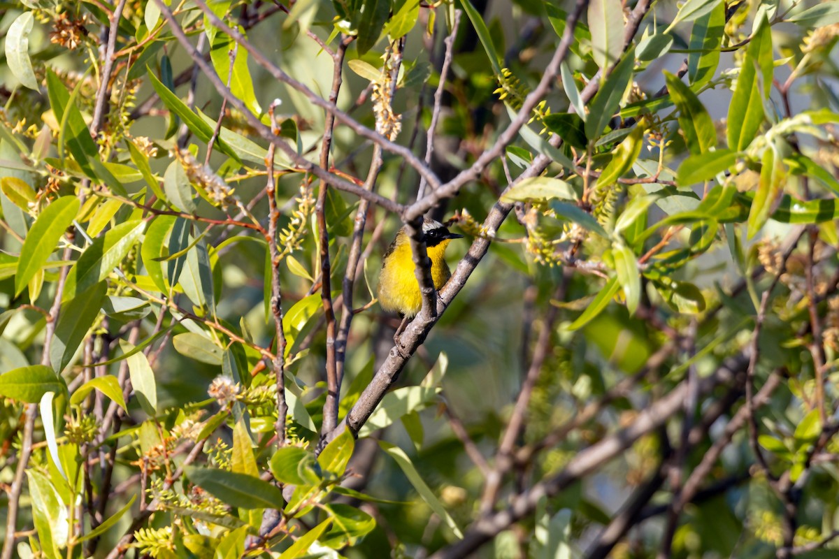 Common Yellowthroat - William Clark