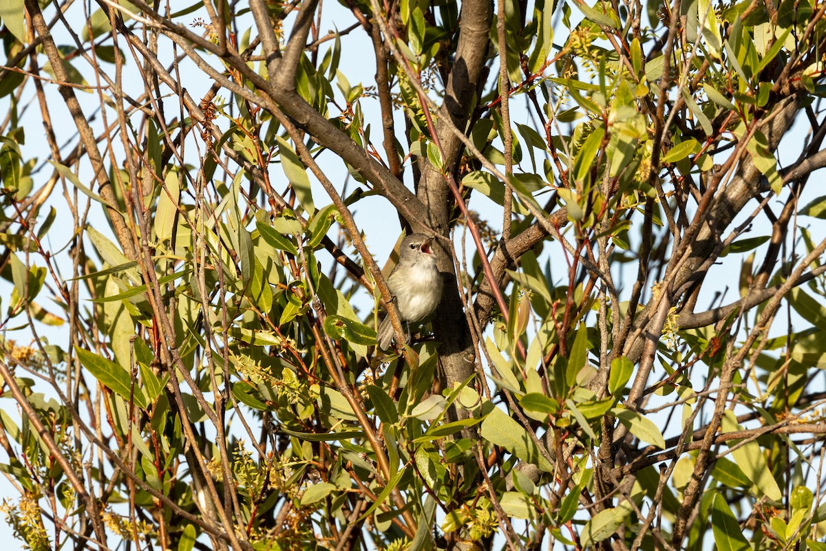 Bell's Vireo (Least) - William Clark