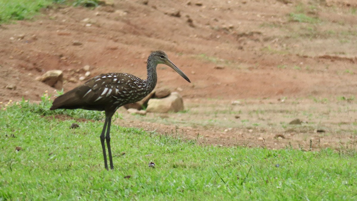 Limpkin - Susan Talburt