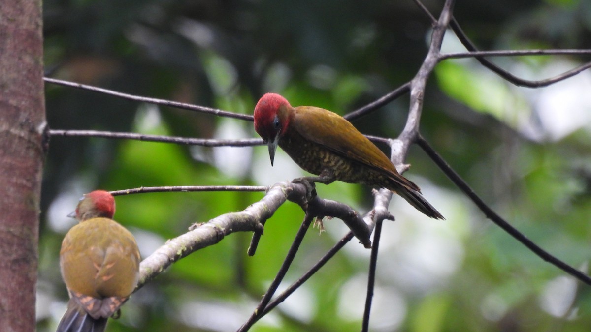 Rufous-winged Woodpecker - Karen Evans