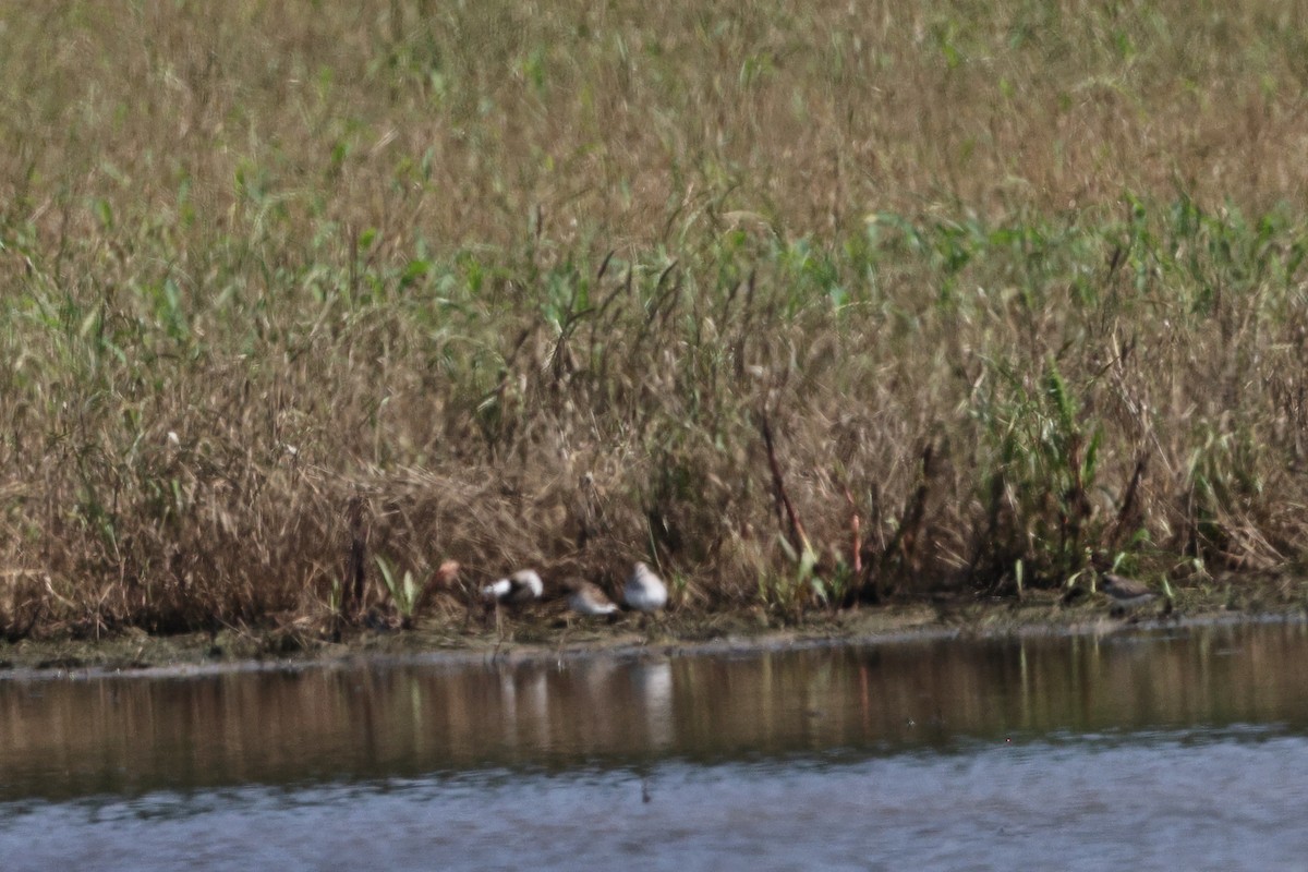 White-rumped Sandpiper - ML619291961