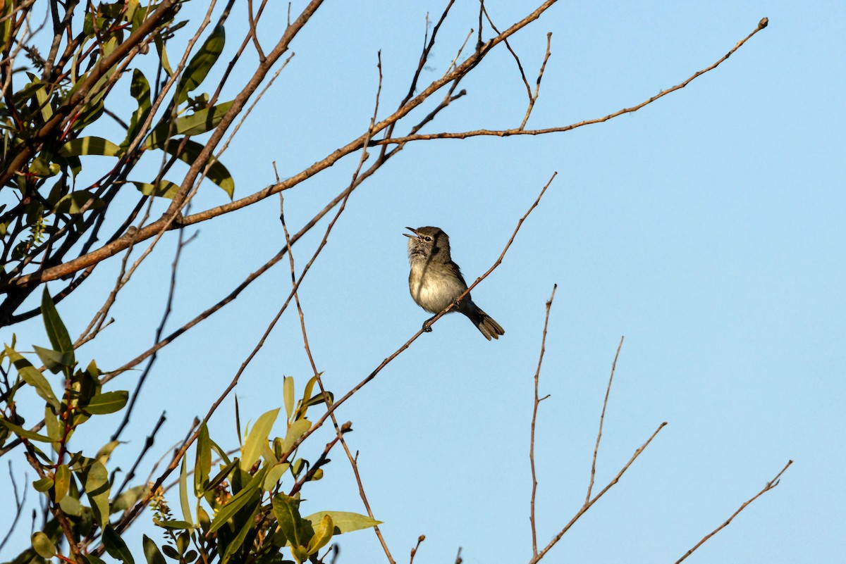 Bell's Vireo (Least) - William Clark